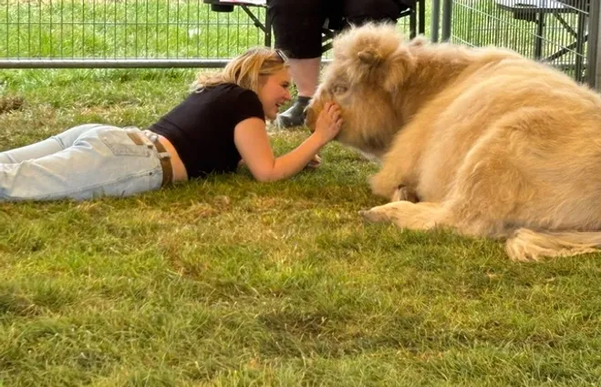 Woman cuddling mini moo